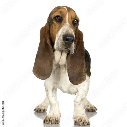 Crate training an adult basset hound