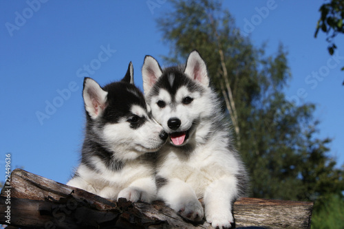 Photo de husky adulte