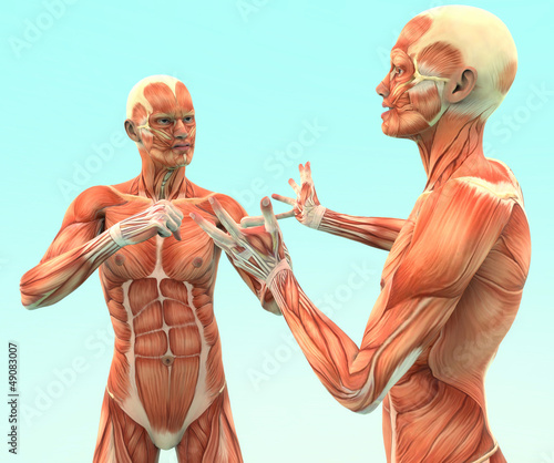 Human sex organs pdf