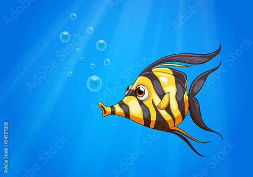 Striped fish images