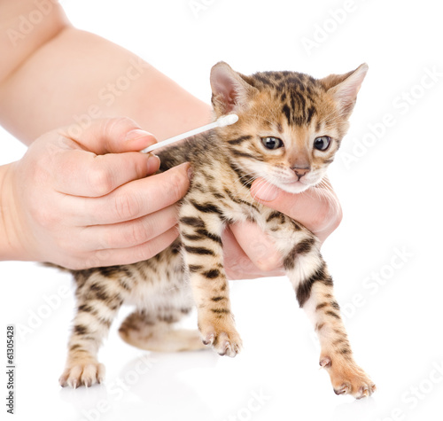 Котенок уход за ушами Котенок уход за ушами