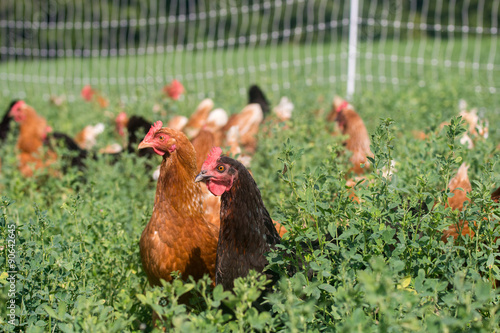 Red sex link pullet chickens