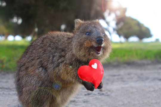 Quokka Bilder Durchsuchen 2 154 Archivfotos Vektorgrafiken Und