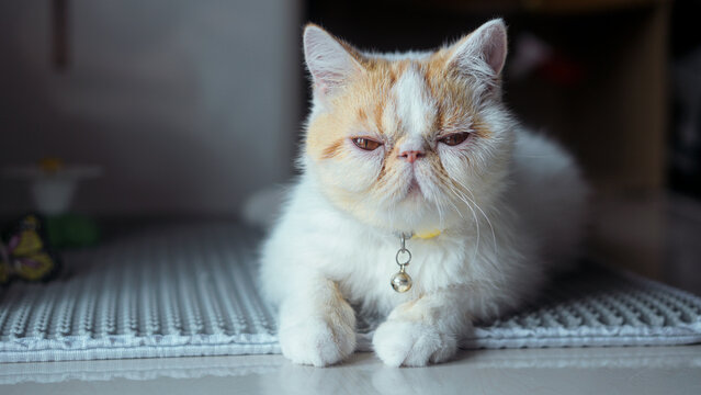 Exotic Shorthair Bilder Durchsuchen Archivfotos