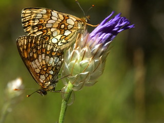 Fototapeta na wymiar Papillons