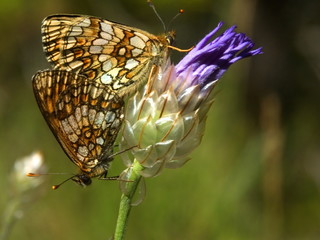 Papillons