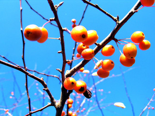 fruit d'hiver