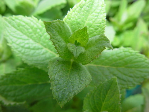 Menthe