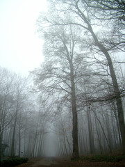 brouillard sur Eveux