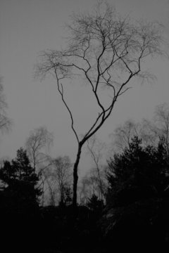 bouleau de nuit