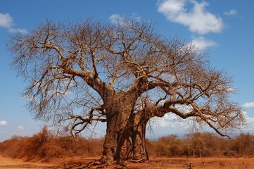 baobab rouge - kenya