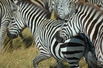 Fototapeta na wymiar zebres