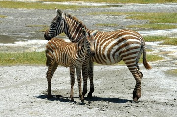 Fototapeta na wymiar jeunes zebres