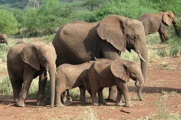 Fototapeta premium eléphants