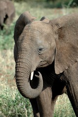jeune elephant