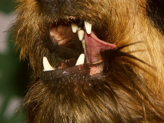 gueule de chien