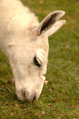 Lama blanc