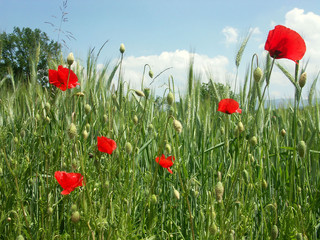 Obraz premium maki wśród pszenicy