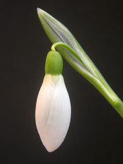 perce-neige