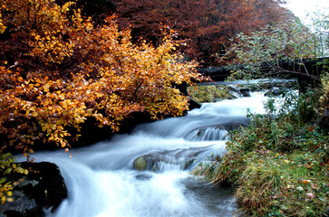 ruisseau en automne