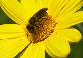 l'abeille butine