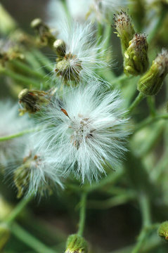 p&eacute;tasite blanc