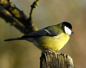 mésange