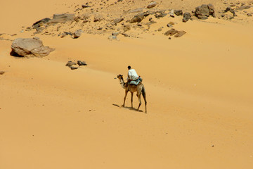 chameau et beduin dans le désert d'egypte