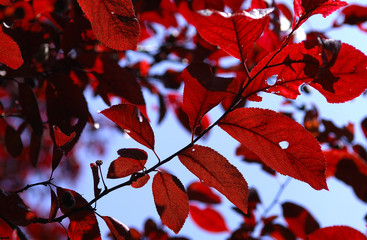 nature rouge