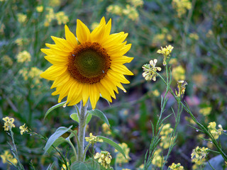 tournesol
