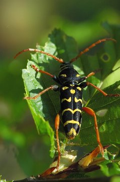 plagionotus arcuatus