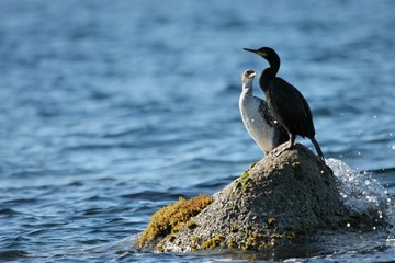 cormorans