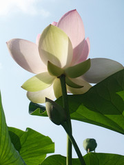 lotus sacré