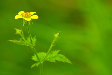fleur jaune - 15844