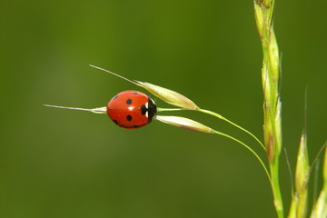 coccinelle