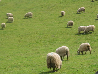 moutons basques