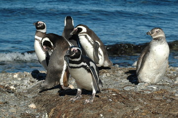 Naklejka premium pengouins