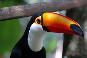 Poster toucan brésil © nathalie diaz