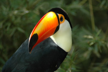 toucan brésil