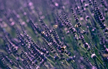 Schilderijen op glas lavendel bloem © Olivier-Tuffé