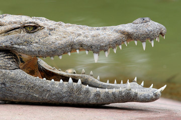 crocodile 6