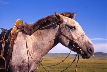 cheval mongole