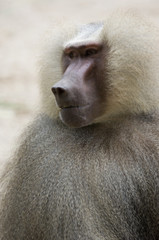 hamadryas baboon 2