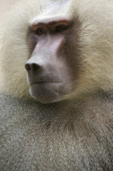 hamadryas baboon 3