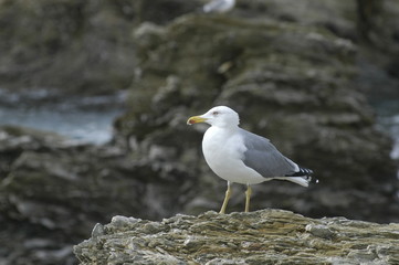 mouette