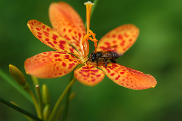 Fototapeta na wymiar bee on orchid