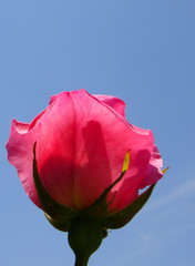 rose flower on blue sky