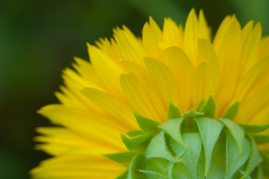 behind a sunflower