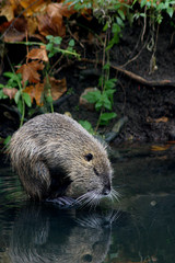 ragondin narcissique