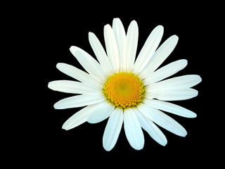 white daisy isolated on black background